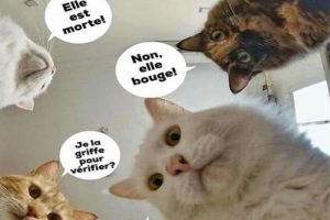 Quand tu fais la grasse matinée et que tes chats pensent que tu es morte …