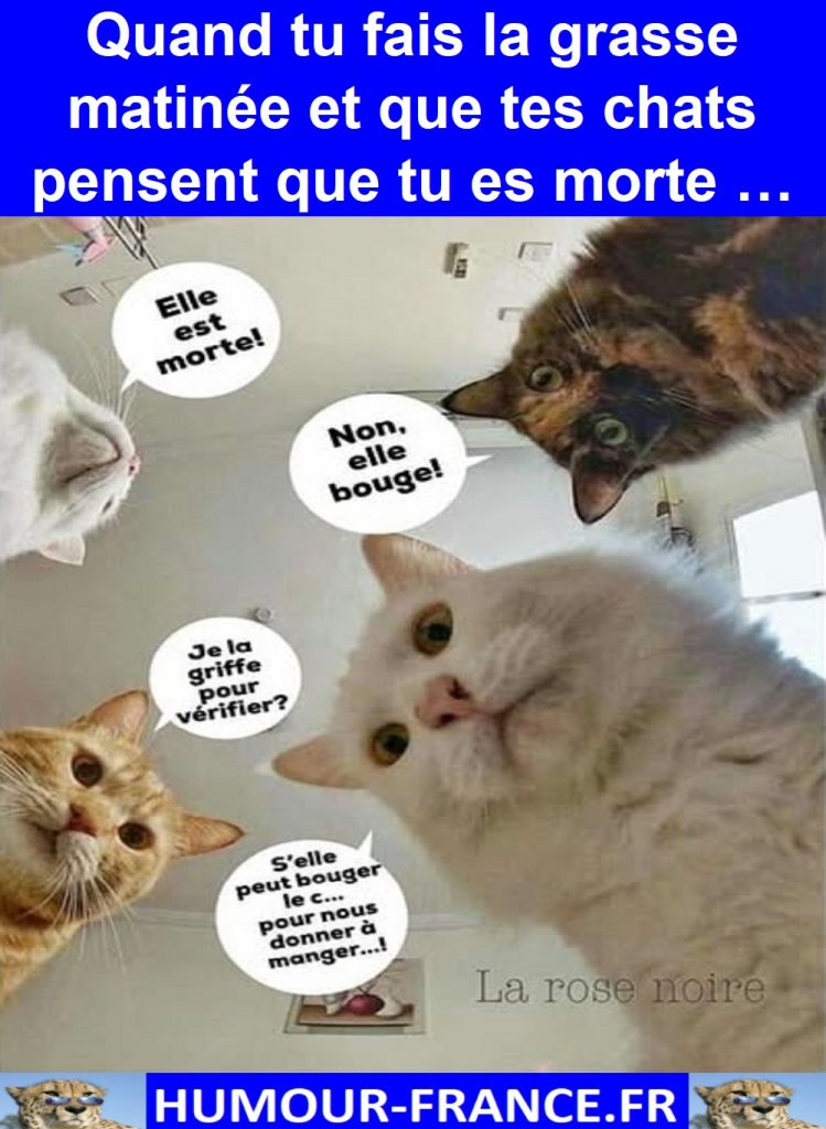 Quand tu fais la grasse matinée et que tes chats pensent que tu es morte …