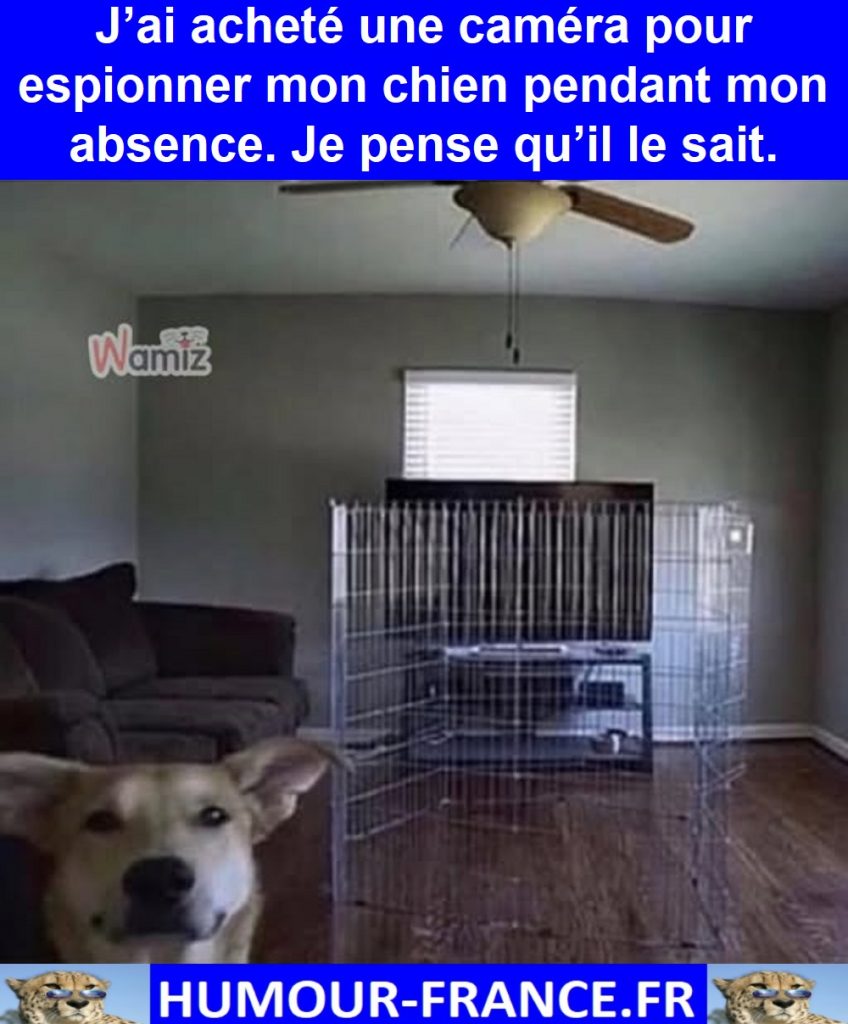 J’ai acheté une caméra pour espionner mon chien pendant mon absence. Je pense qu’il le sait.