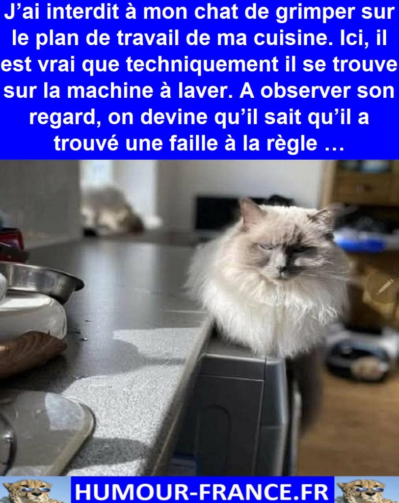 J’ai interdit à mon chat de grimper sur le plan de travail de ma cuisine.