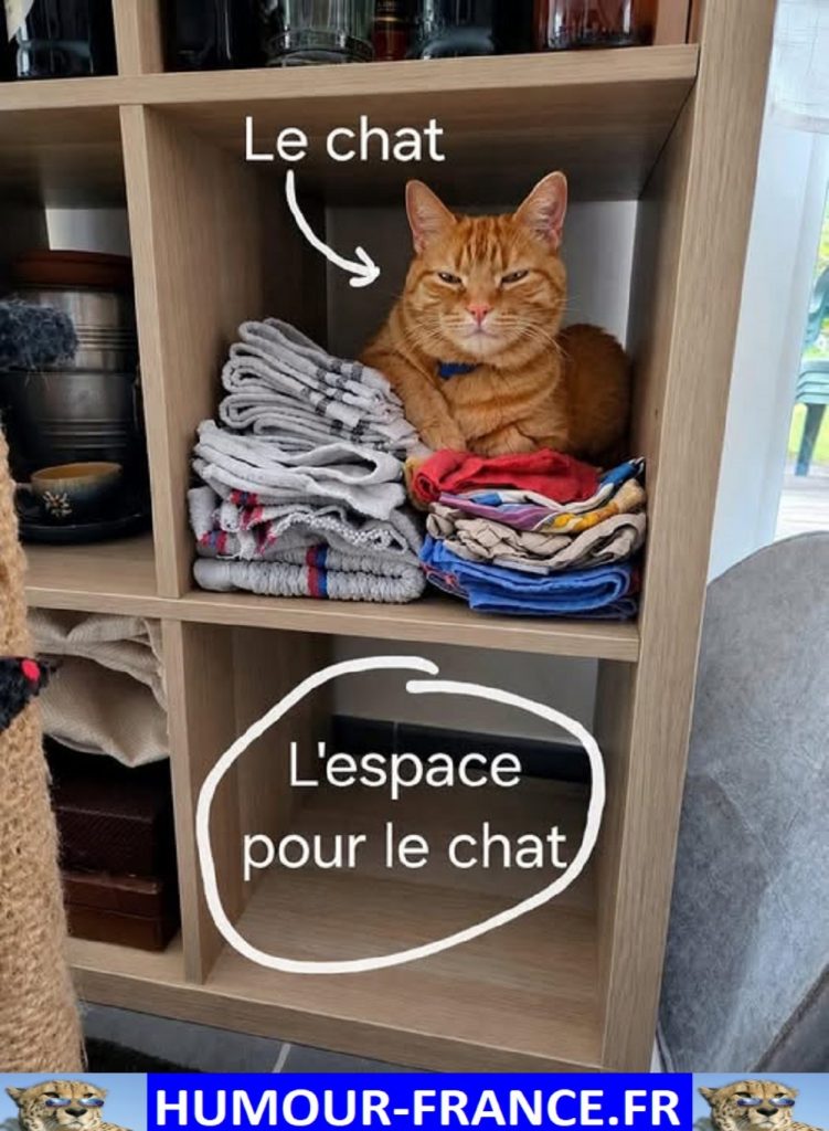 L’espace pour le chat.
