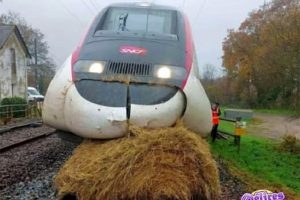 Photo rare d’un TGV végan en pleine pause déjeuner … !