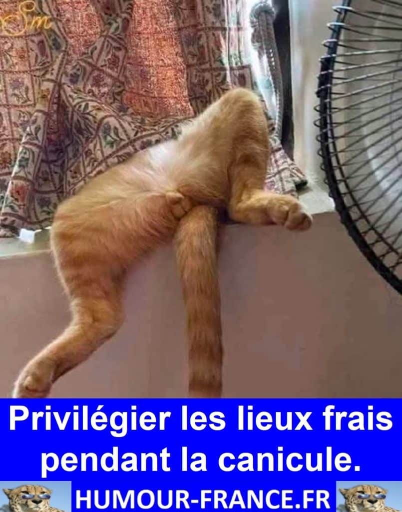Privilégier les lieux frais pendant la canicule.