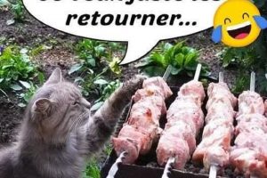 Du calme ! Je veux juste les retourner …