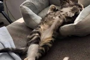 Heu … pour ma couchette, tu aurais pu prendre la taille supérieure …