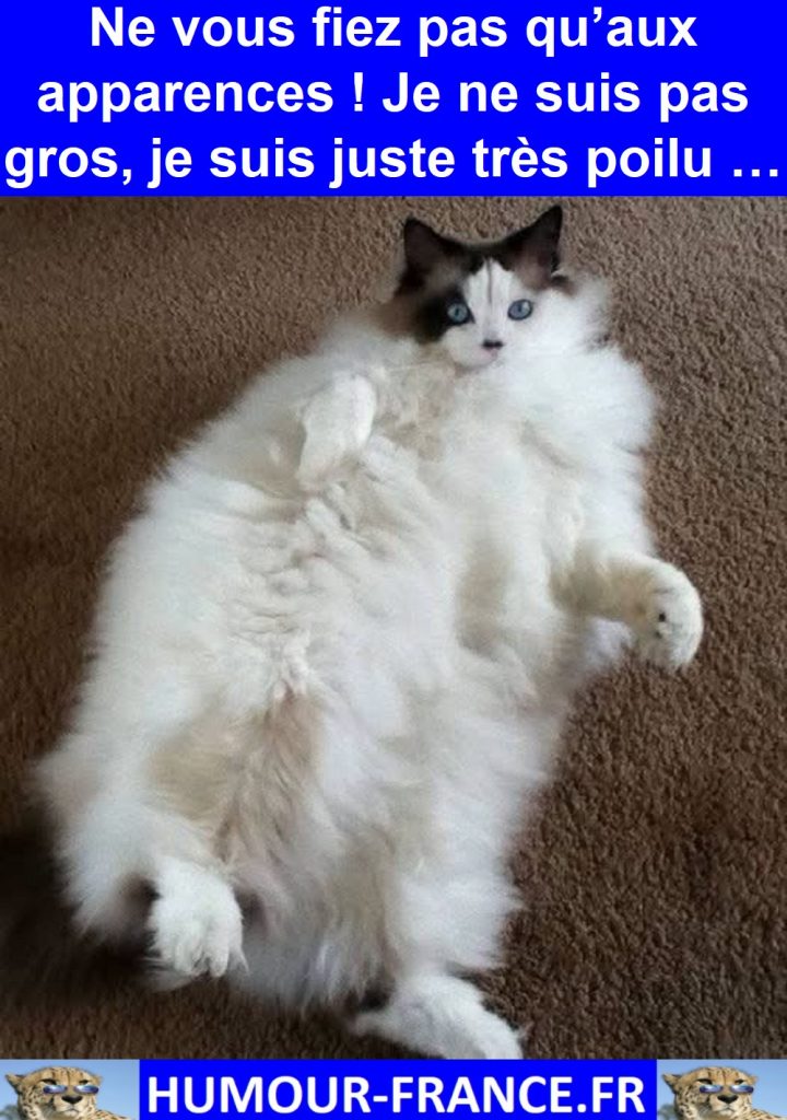 Ne vous fiez pas qu’aux apparences ! Je ne suis pas gros, je suis juste très poilu …