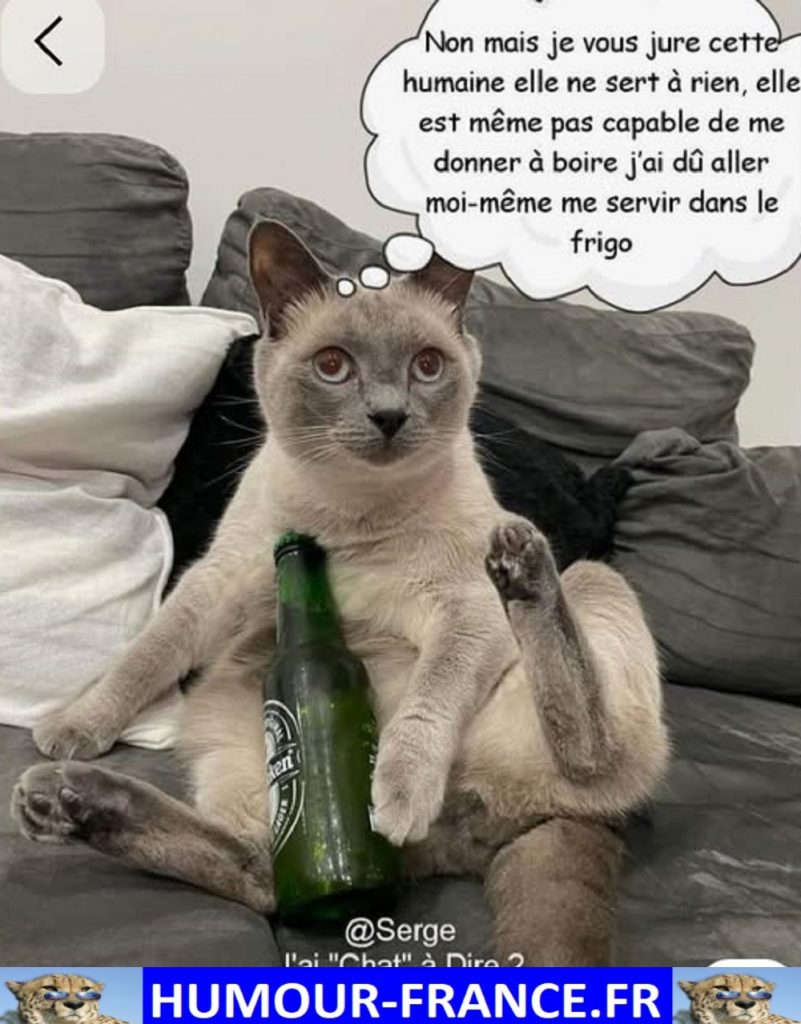 Non mais je vous jure cette humaine elle ne sert à rien, elle est même pas capable de me donner à boire j’ai dû aller moi-même me servir dans le frigo.