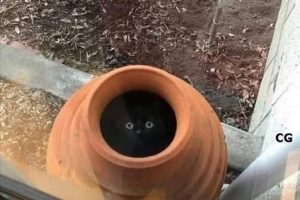 Quand les archéologues ont ouvert le vase antique, ils ignoraient quelle puissance obscure primitive qu’ils venaient de libérer.