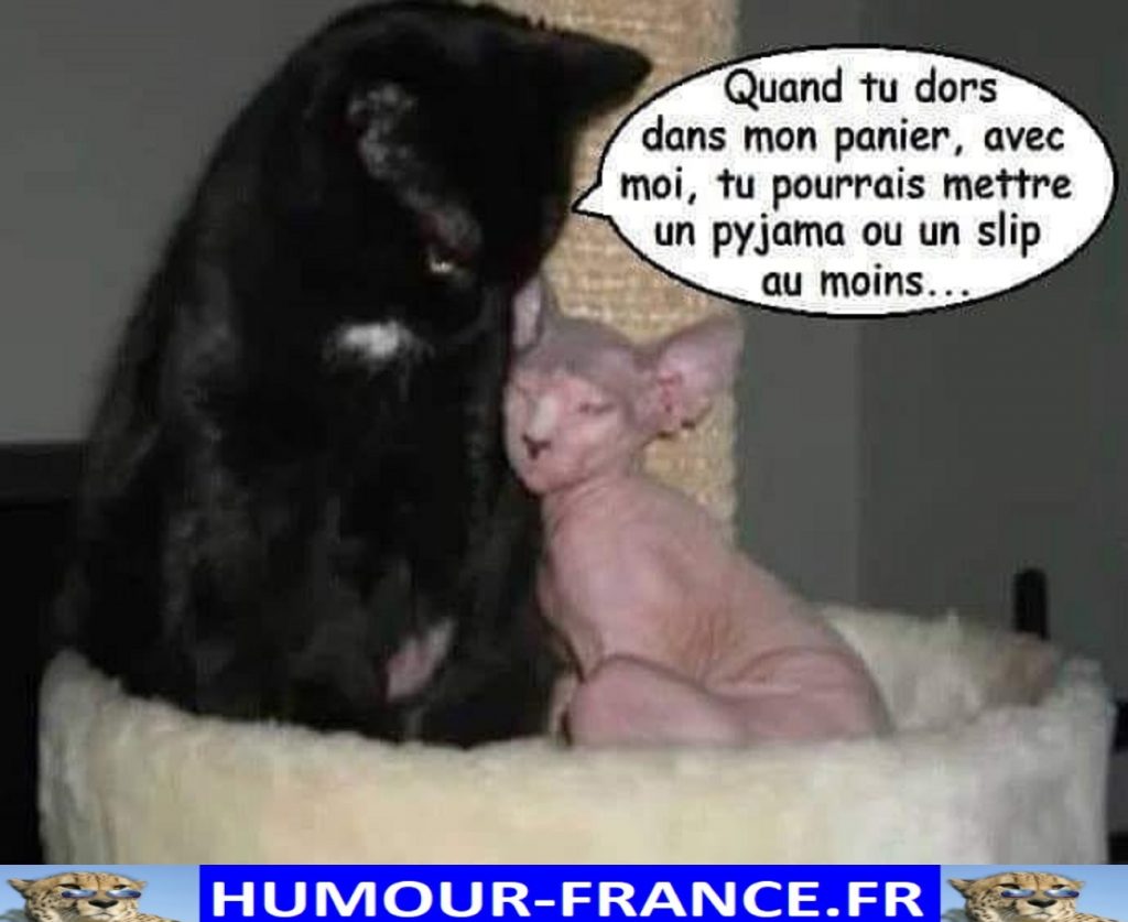 Quand tu dors dans mon panier, avec moi, tu pourrais mettre un pyjama ou un slip au moins …