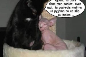 Quand tu dors dans mon panier, avec moi, tu pourrais mettre un pyjama ou un slip au moins …