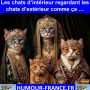 Les chats d’intérieur regardant les chats d’extérieur comme ça …