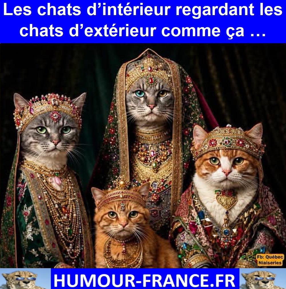 Les chats d’intérieur regardant les chats d’extérieur comme ça …