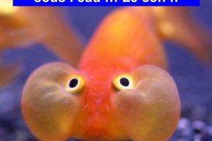 Lui n’est pas encore au courant qu’il peut respirer sous l’eau … Le con !!