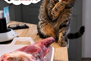 Mais comment je vais l’emporter …