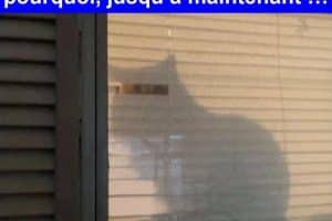 Mon chat a cassé une lame de mes stores. J’ai jamais réalisé pourquoi, jusqu’à maintenant …