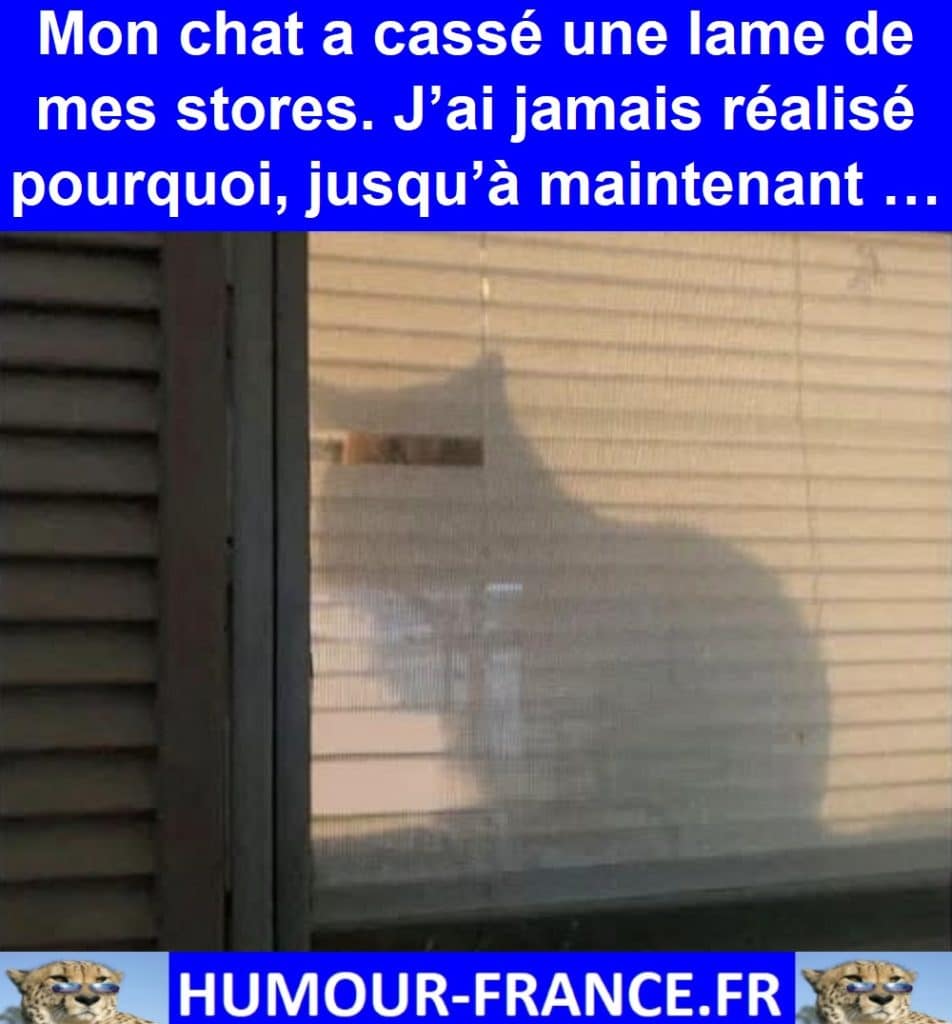 Mon chat a cassé une lame de mes stores. J’ai jamais réalisé pourquoi, jusqu’à maintenant …