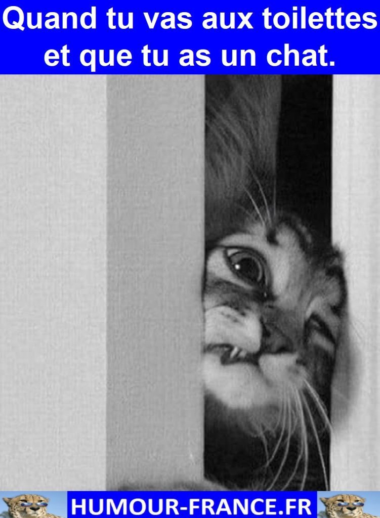 Quand tu vas aux toilettes et que tu as un chat.