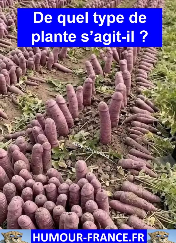 De quel type de plante s’agit-il ?