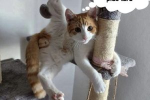 J’étais occupé à faire ma toilette … reviens plus tard.