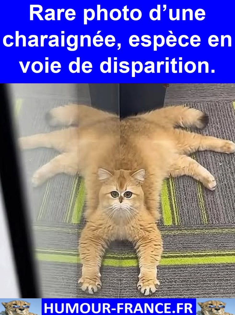Rare photo d’une charaignée, espèce en voie de disparition.