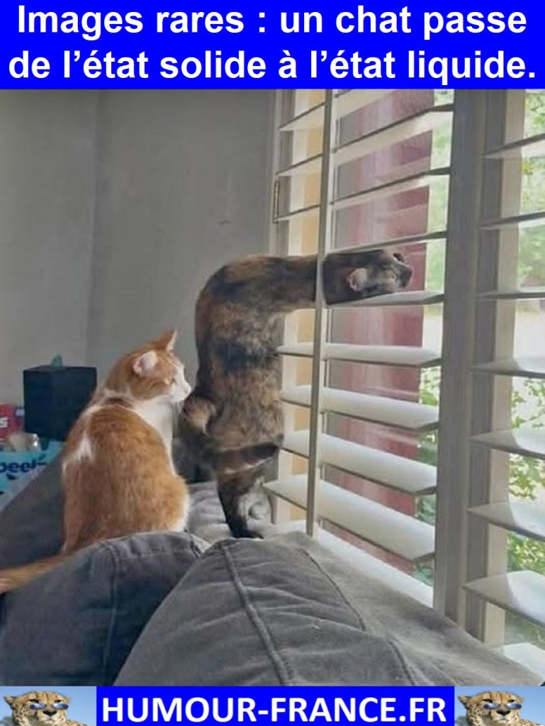 Images rares : un chat passe de l’état solide à l’état liquide.