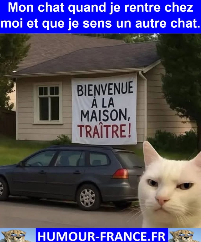 Mon chat quand je rentre chez moi et que je sens un autre chat.