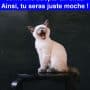 Si tu en as assez d’être triste et moche adopte un chat. Ainsi, tu seras juste moche !